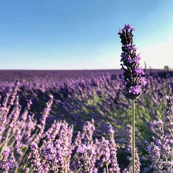 gros plan sur une fleur de lavande mauve du plateau de Valensole