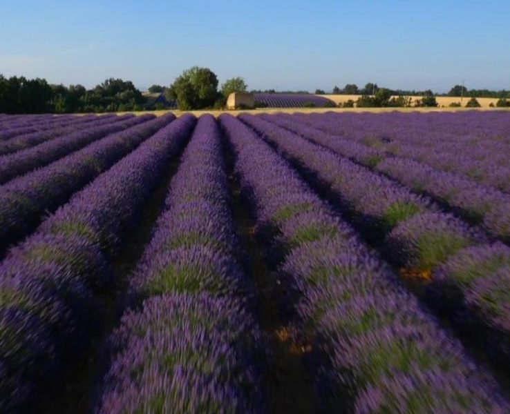 Lavande du plateau de Valensole vue par drone