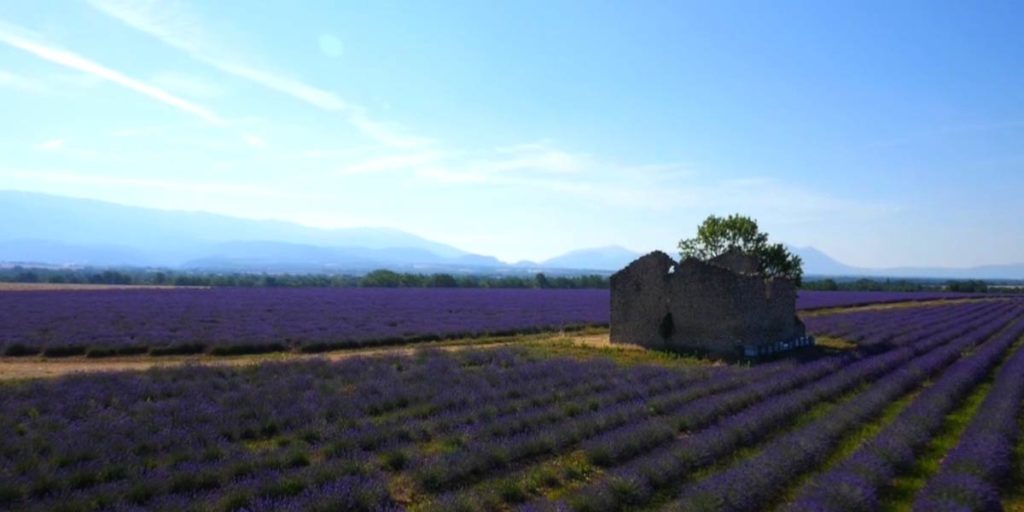 maison en ruine au milieu de champs de lavande sur le plateau de Valensole