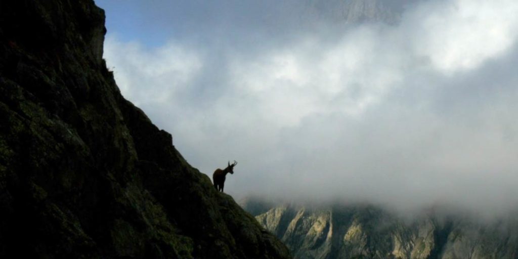 un chamois sauvage sur le flan d'une montagne dans un parc naturel des Hautes-Alpes