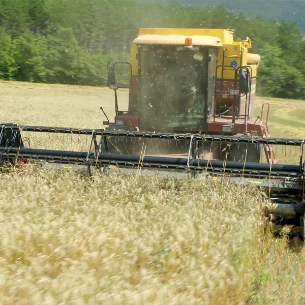 une moissonneuse batteuse récolte le blé dans les champs